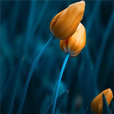 麻将胡了app手机app下