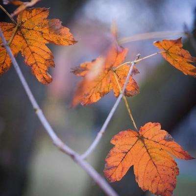 极速赛车游戏下载手机版